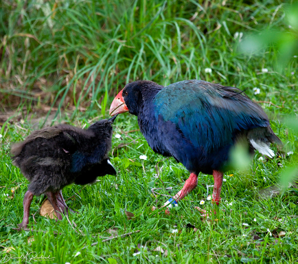 Takahe and chicks