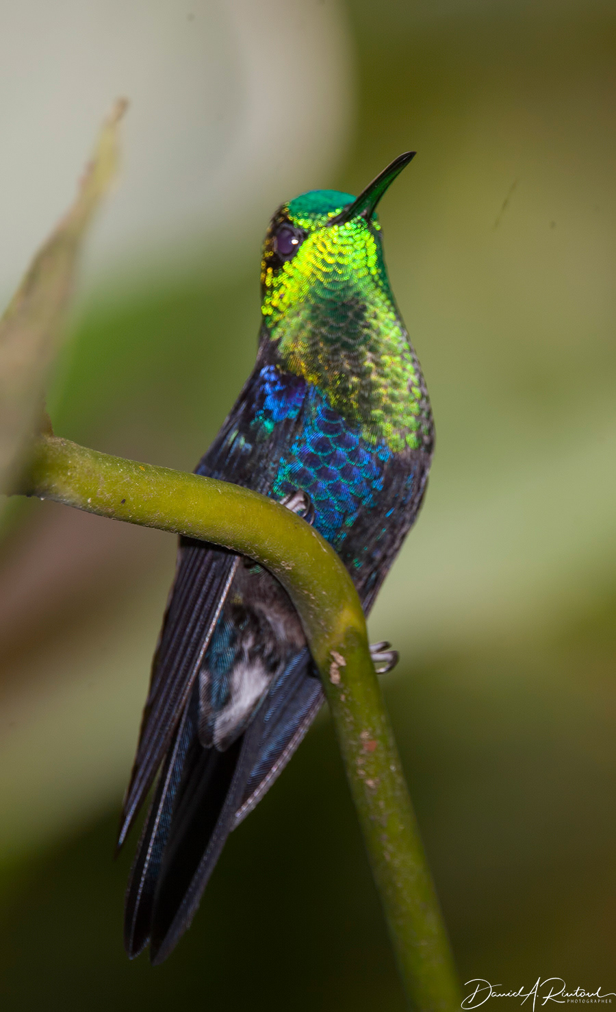 Green-crowned Woodnymph