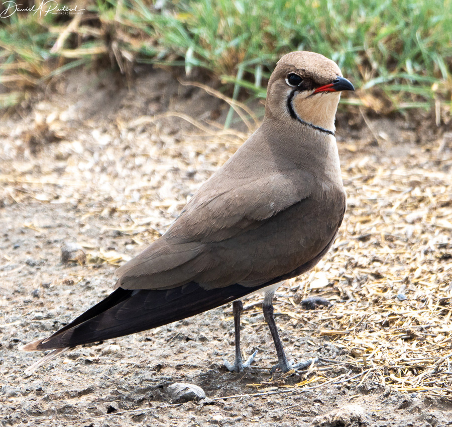 Common Pratincole