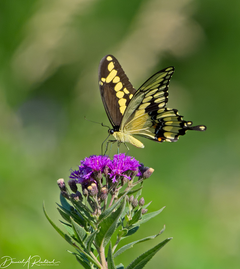 Giant Swallowtaile