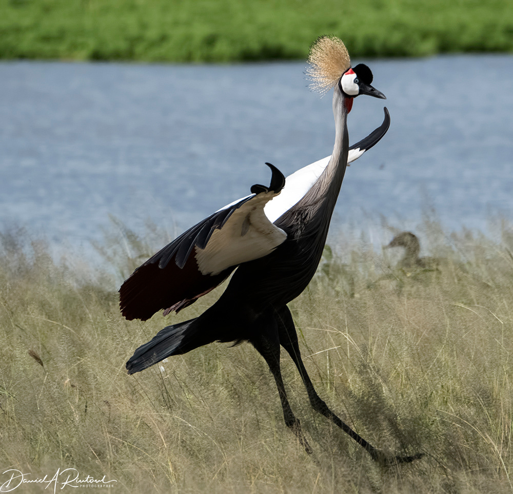 Crowned Crane