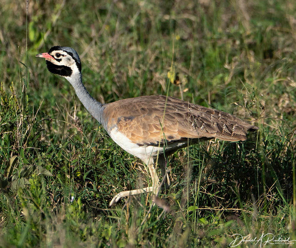 White-bellied Bustard