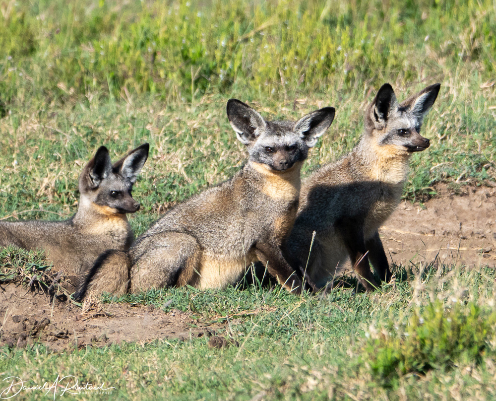 Bat-eared Foxes