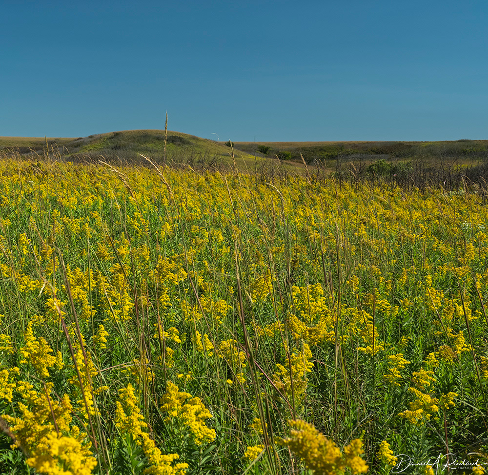 Kansas - Goldenrod on the prairie