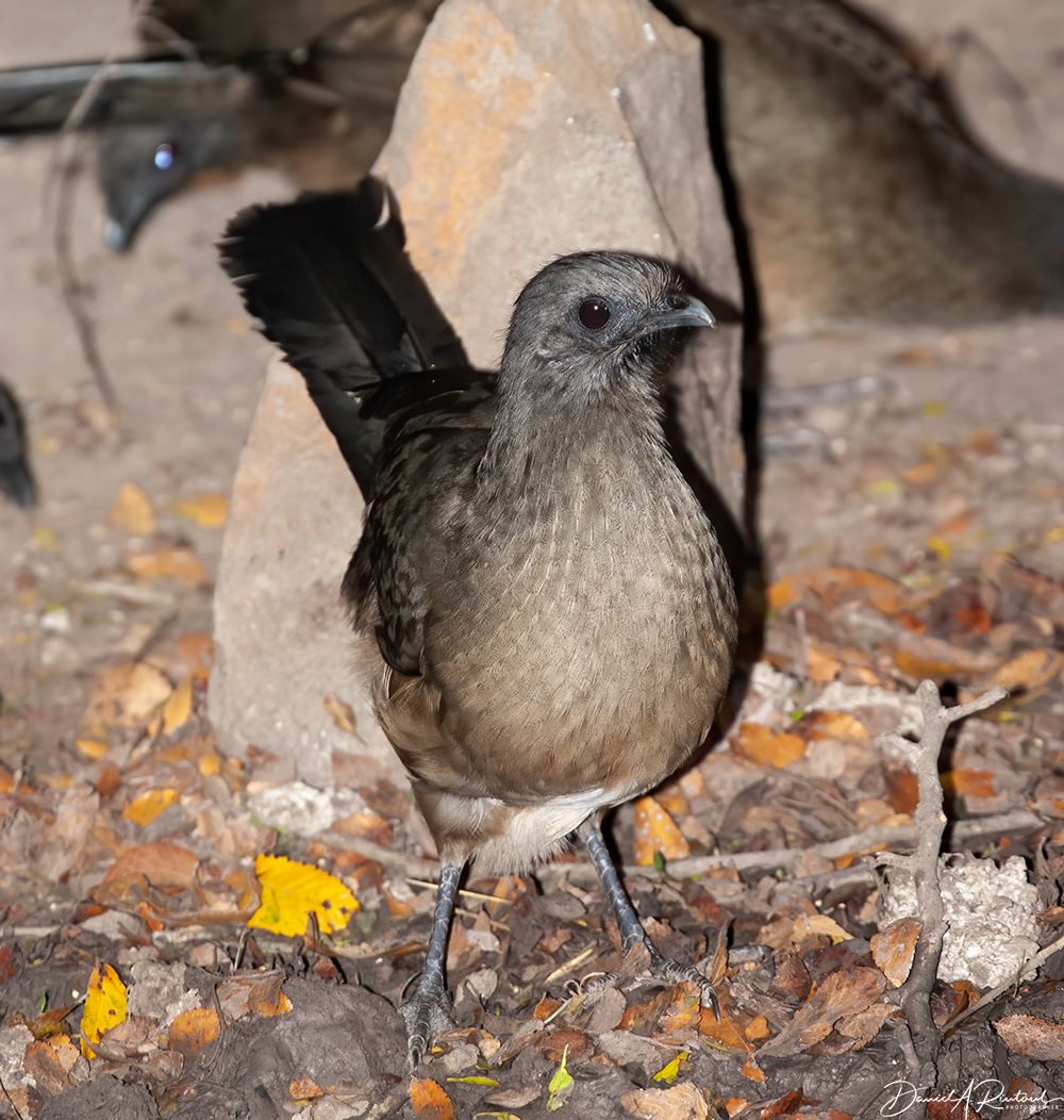Plain Chachalaca