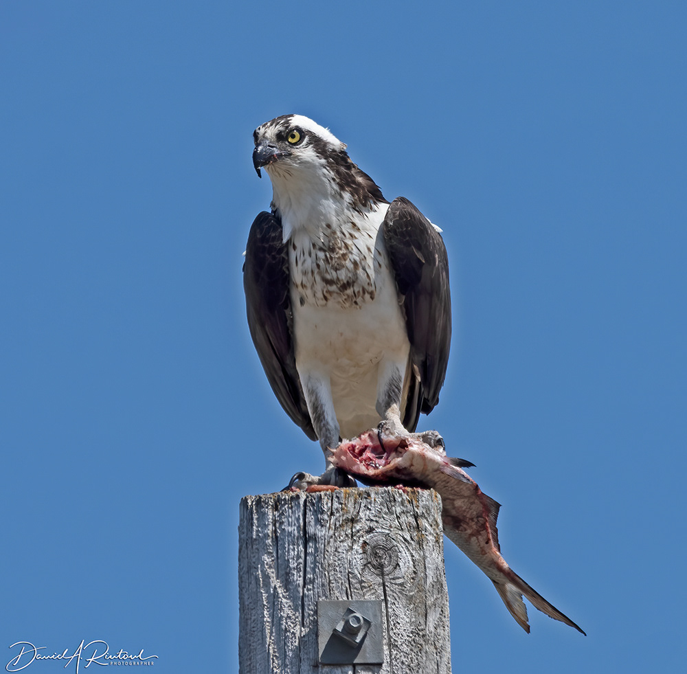 Osprey 2