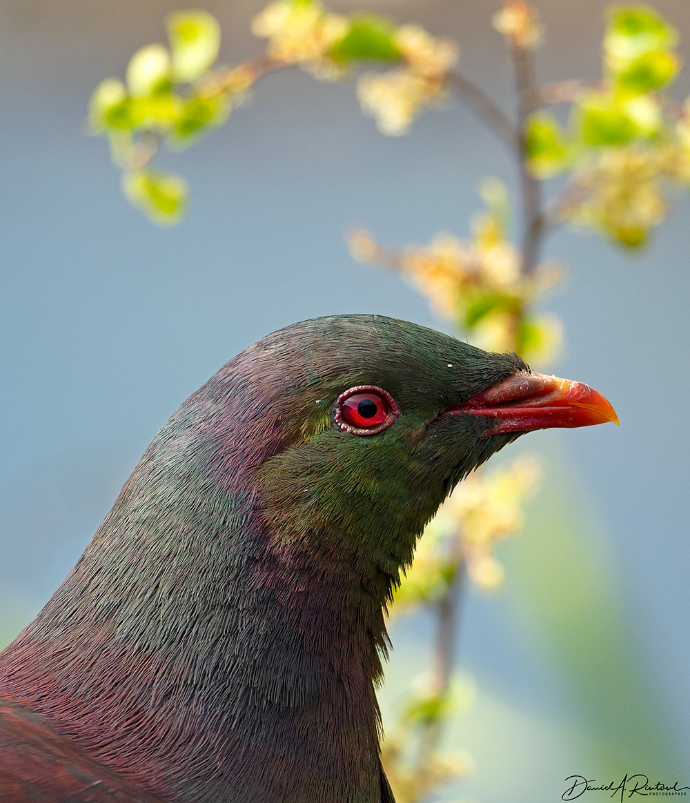 Kereru Portrait