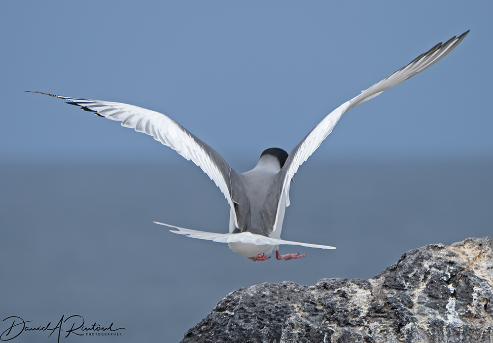 Swallow-tailed Gull