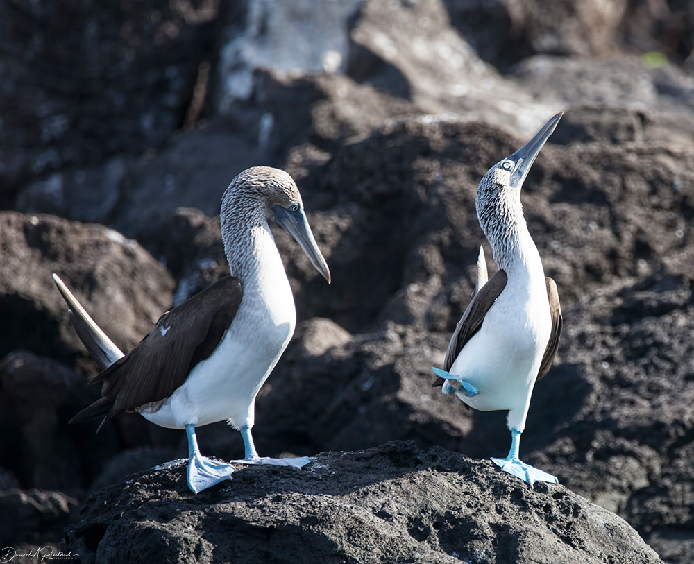 Blue-footed Booby dance steps 3
