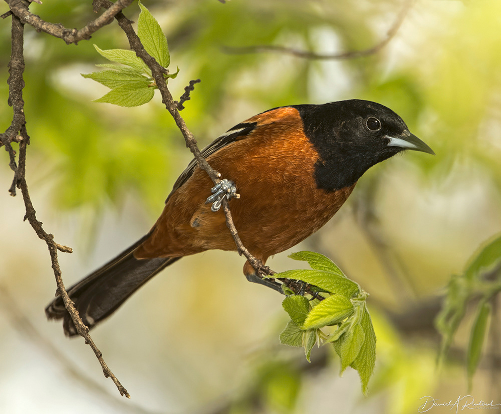 Orchard Oriole 3