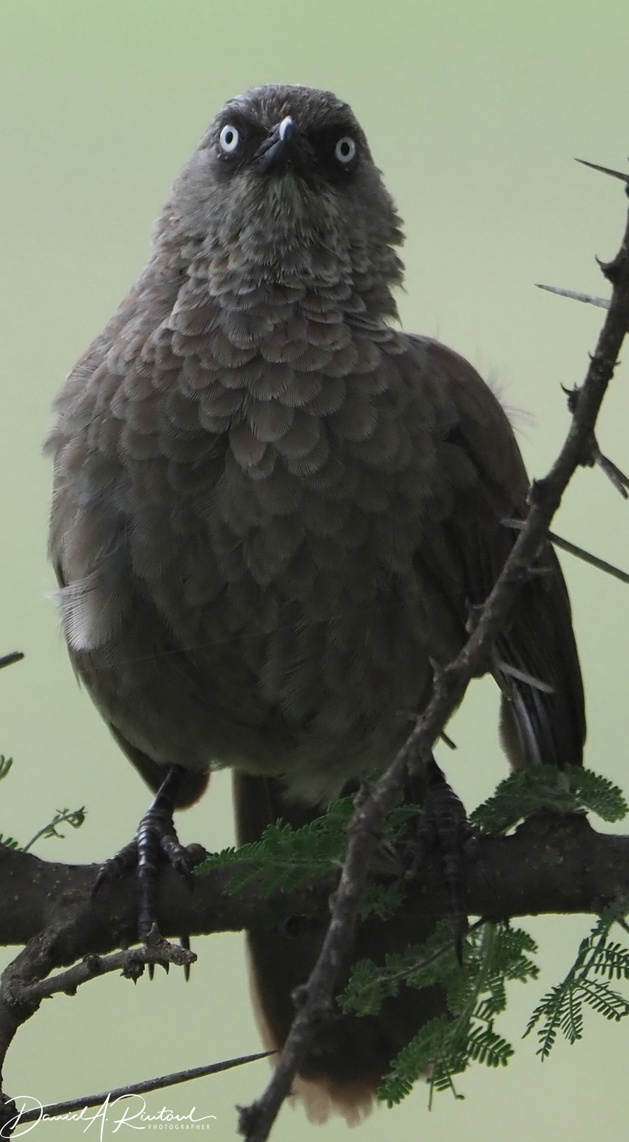 Black-lored Babbler