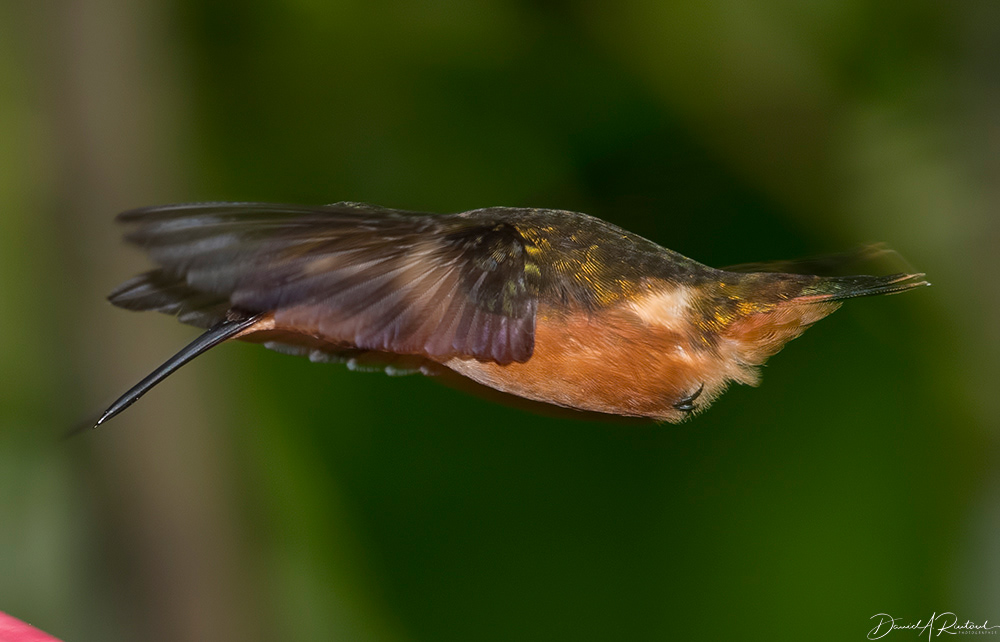 Purple-throated Woodstar