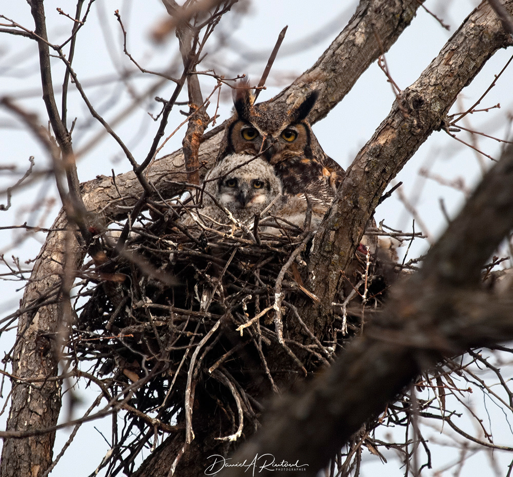 Great Horned Owl 2