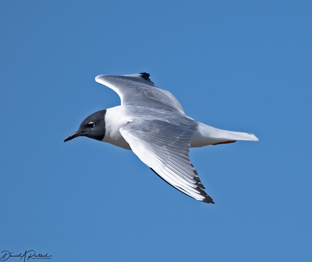Bonaparte's Gull 1