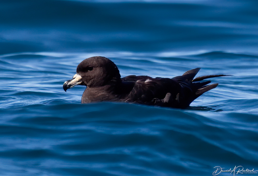Westland Petrel