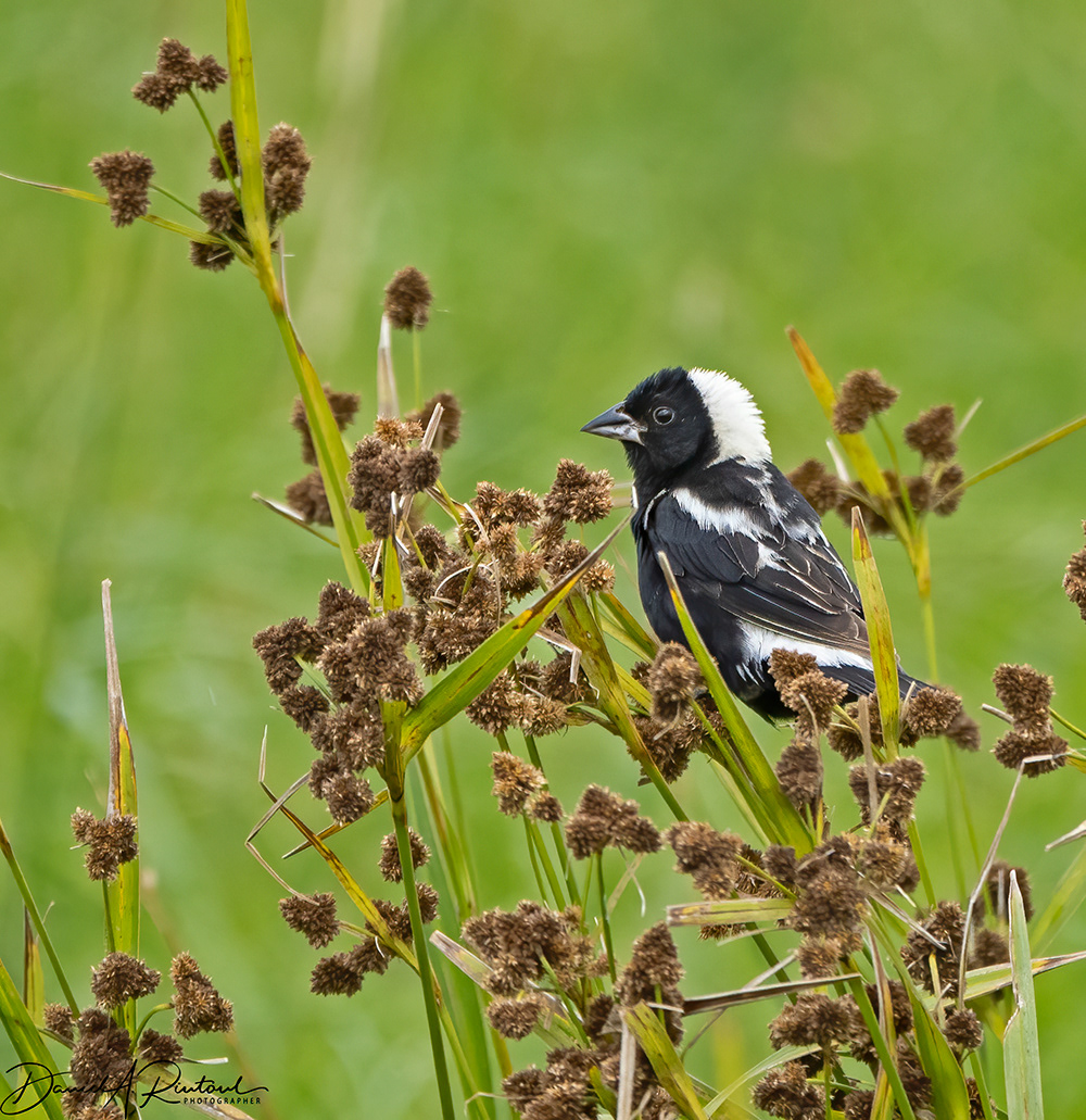 Bobolink