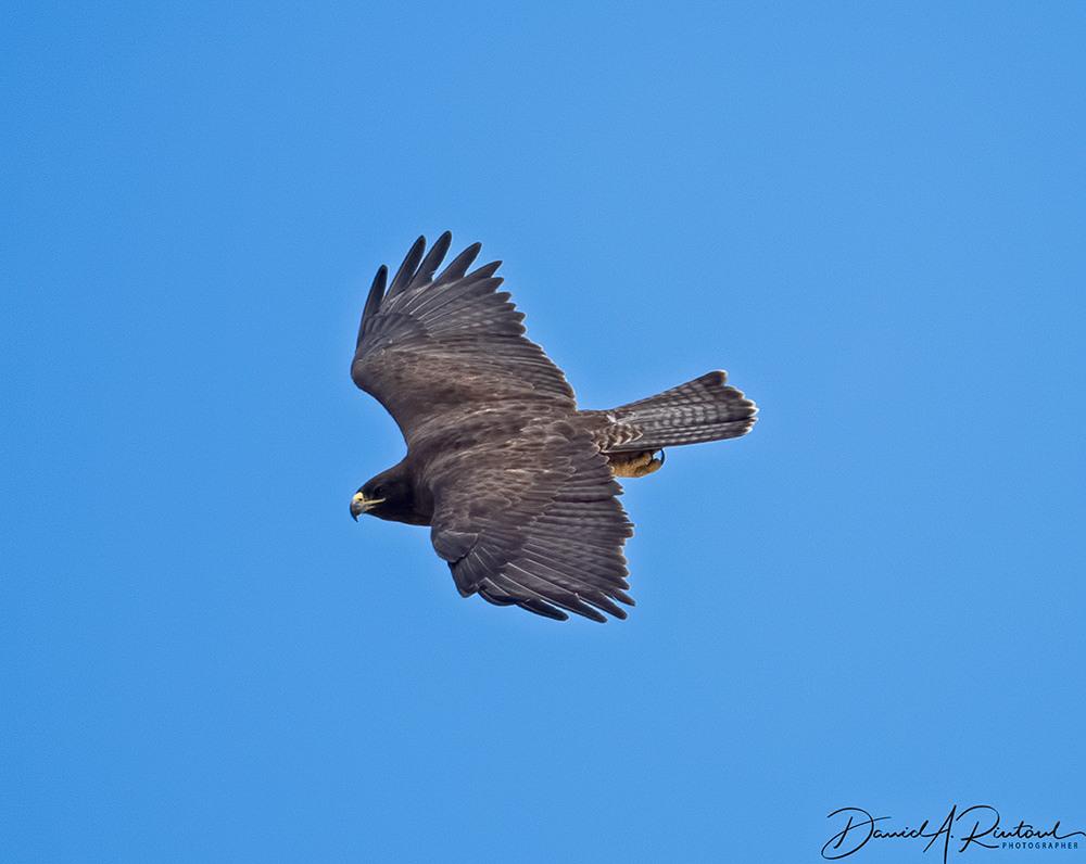 Galápagos Hawk