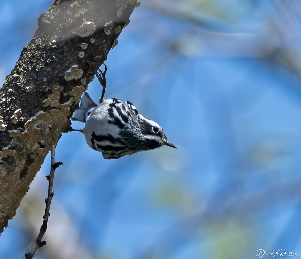 Black-and-white Warbler