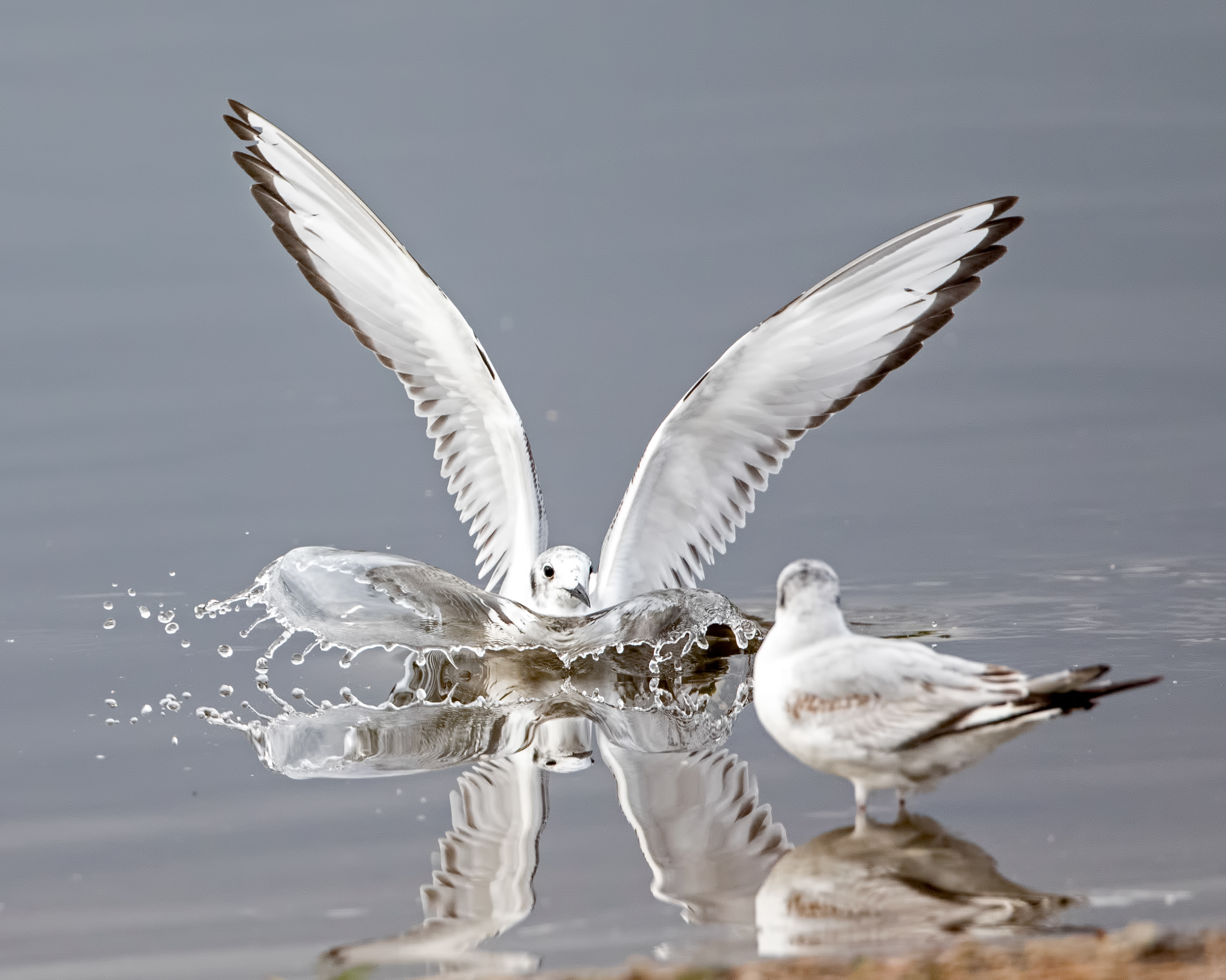 Bonaparte's Gull 2