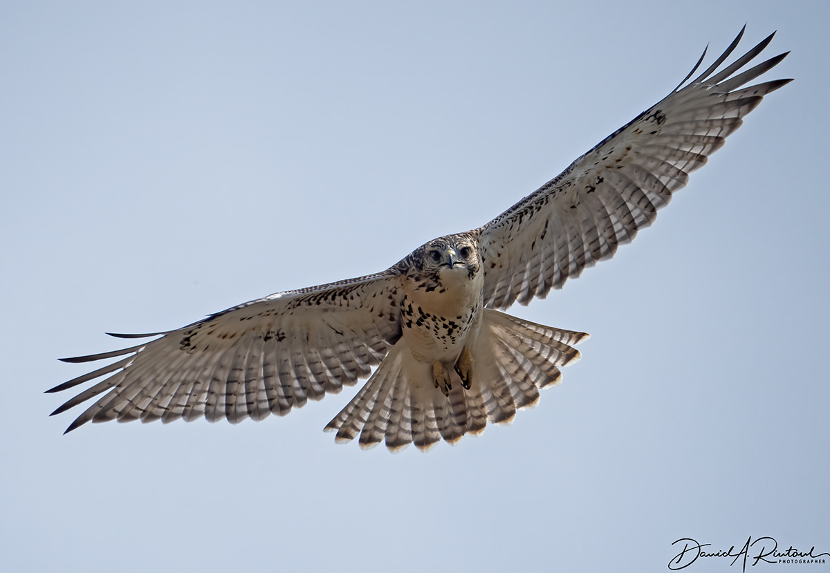 Juvenile Red-tailed Hawk