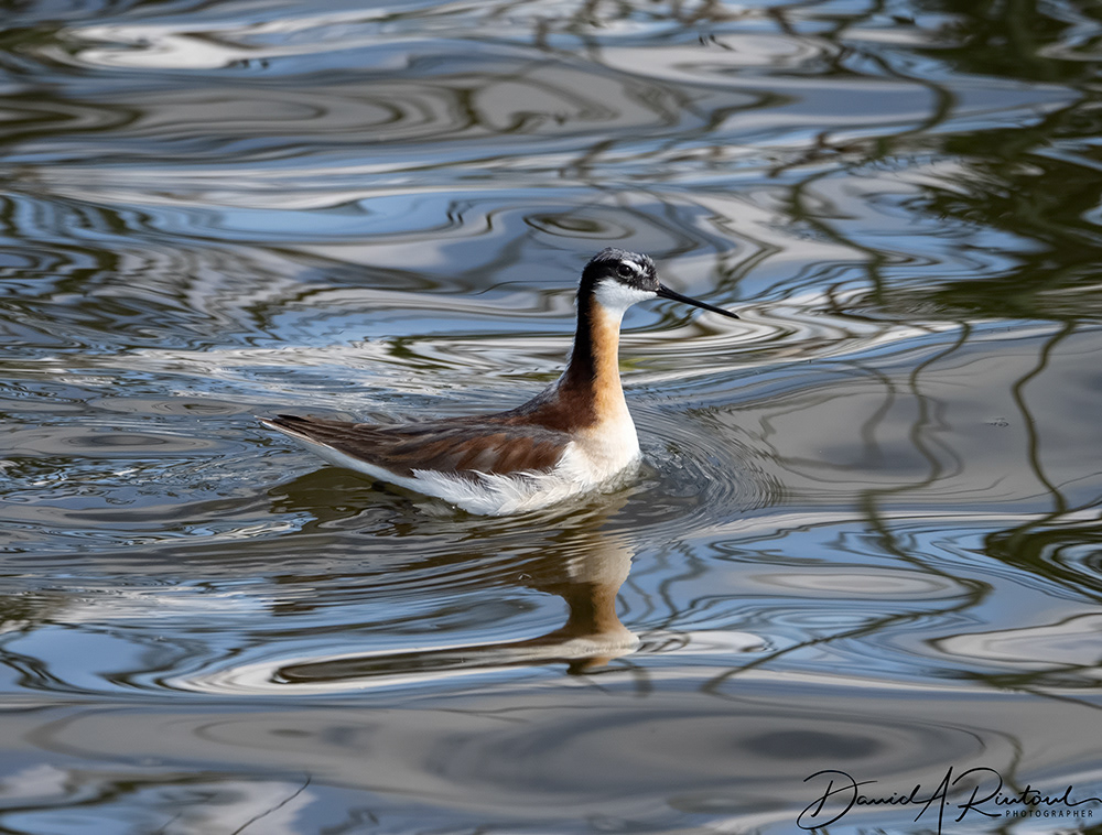 Wilson's Phalarope 2