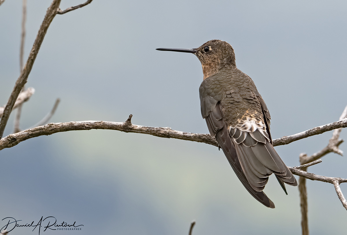 Giant Hummingbird