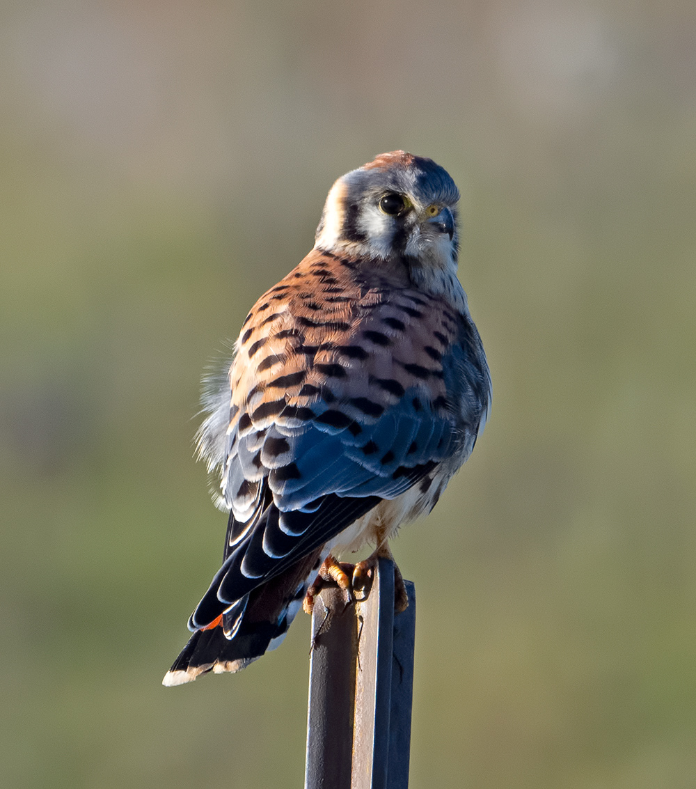 American Kestral 2