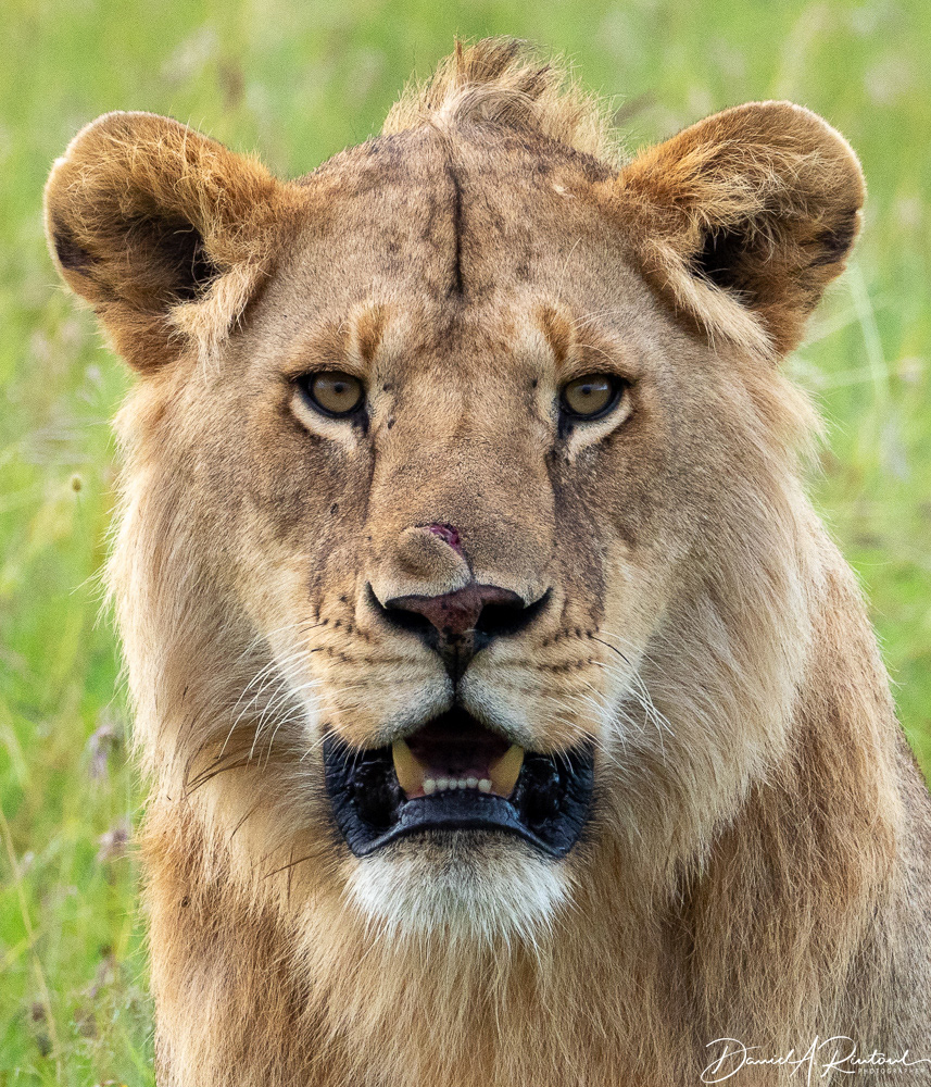 Scarface lion