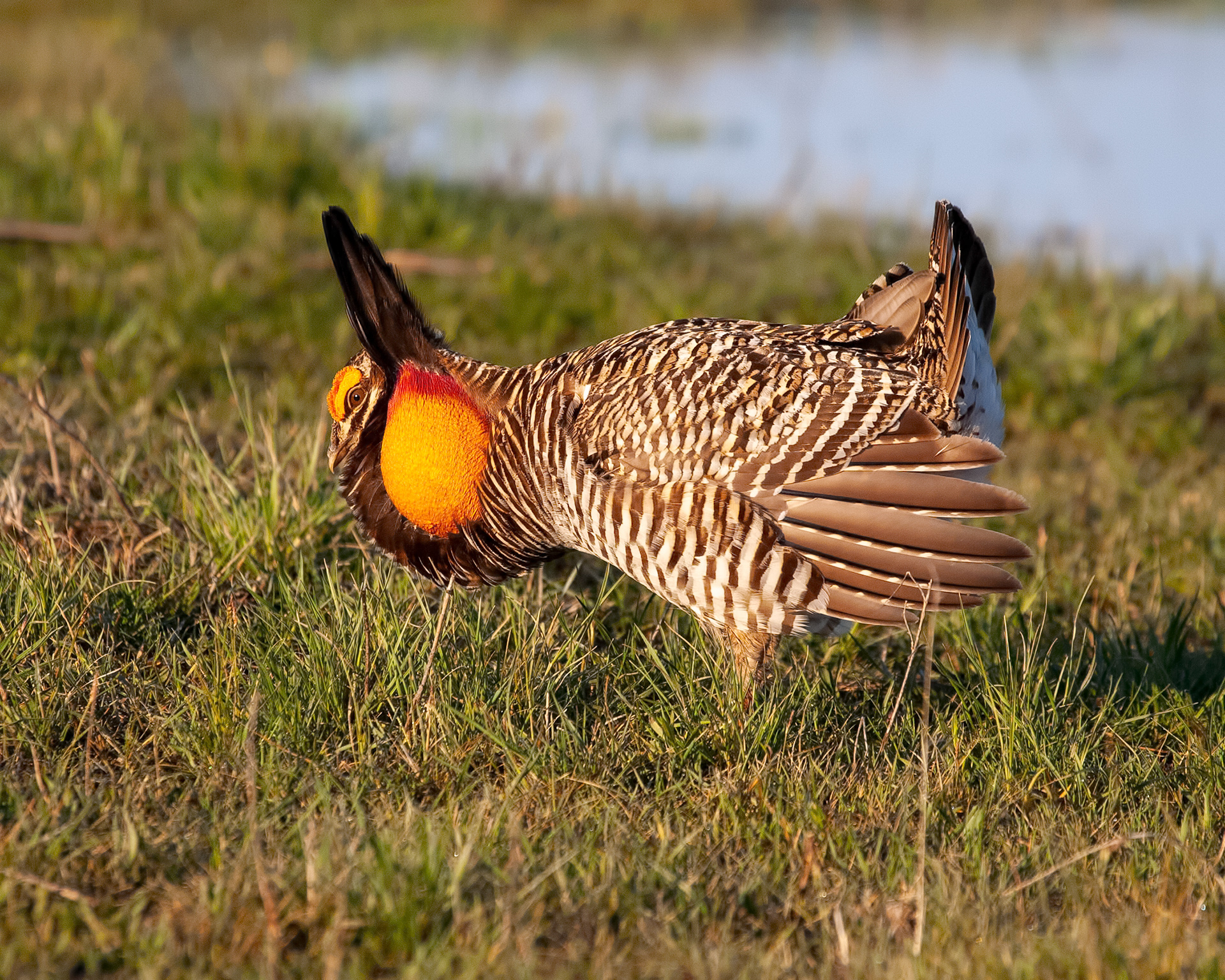 Greater Prairie-chicken 3