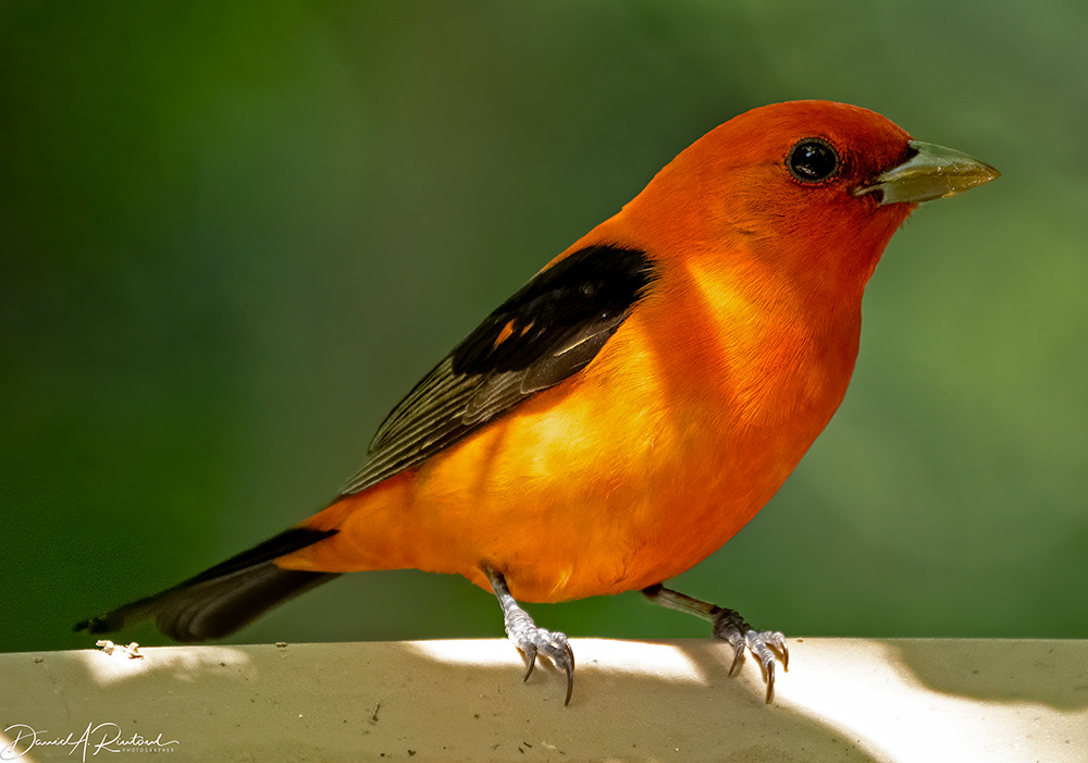 Scarlet Tanager 2