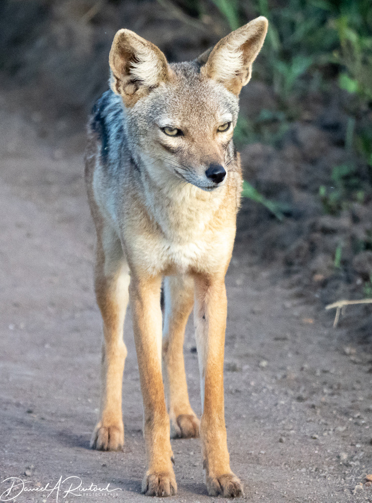 Black-backed jackal