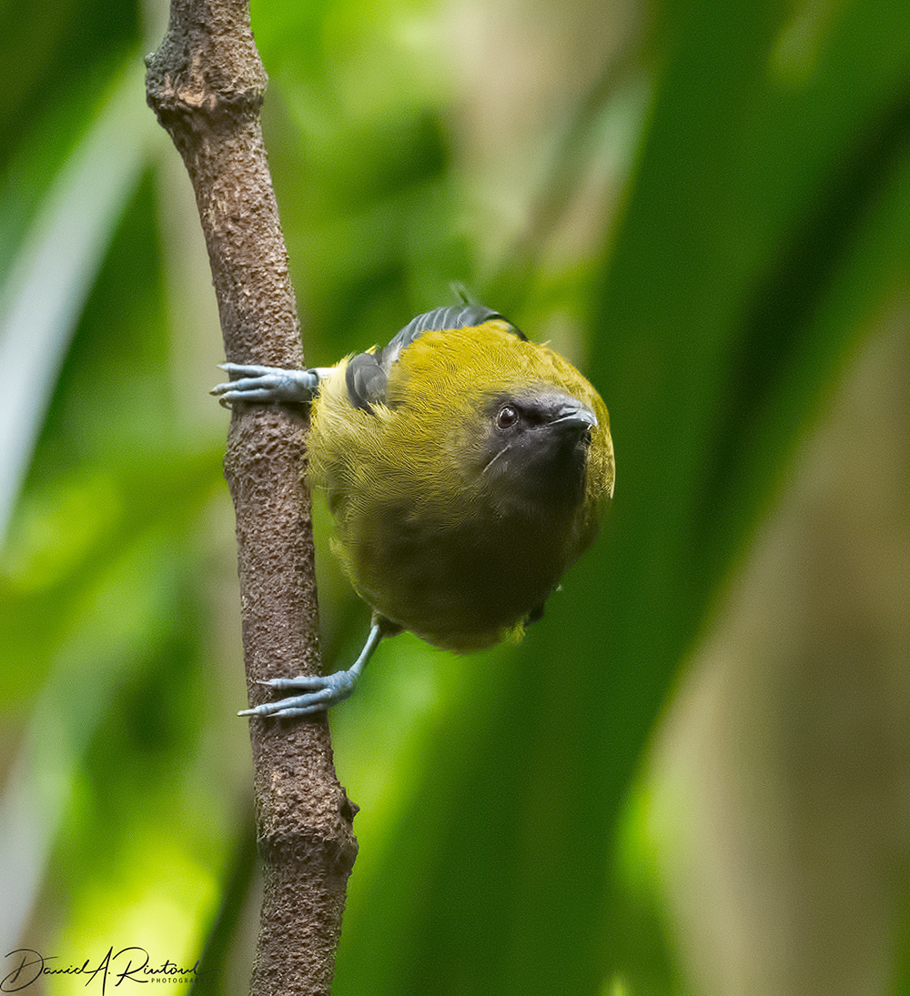 Bellbird
