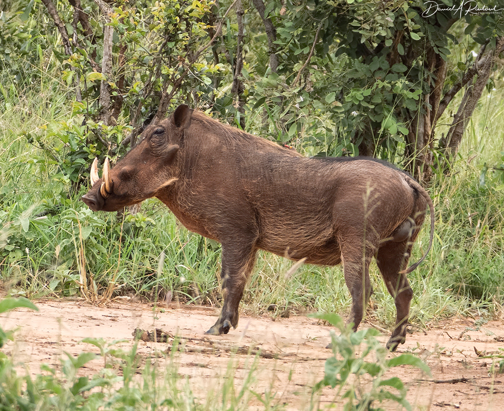 Warthog