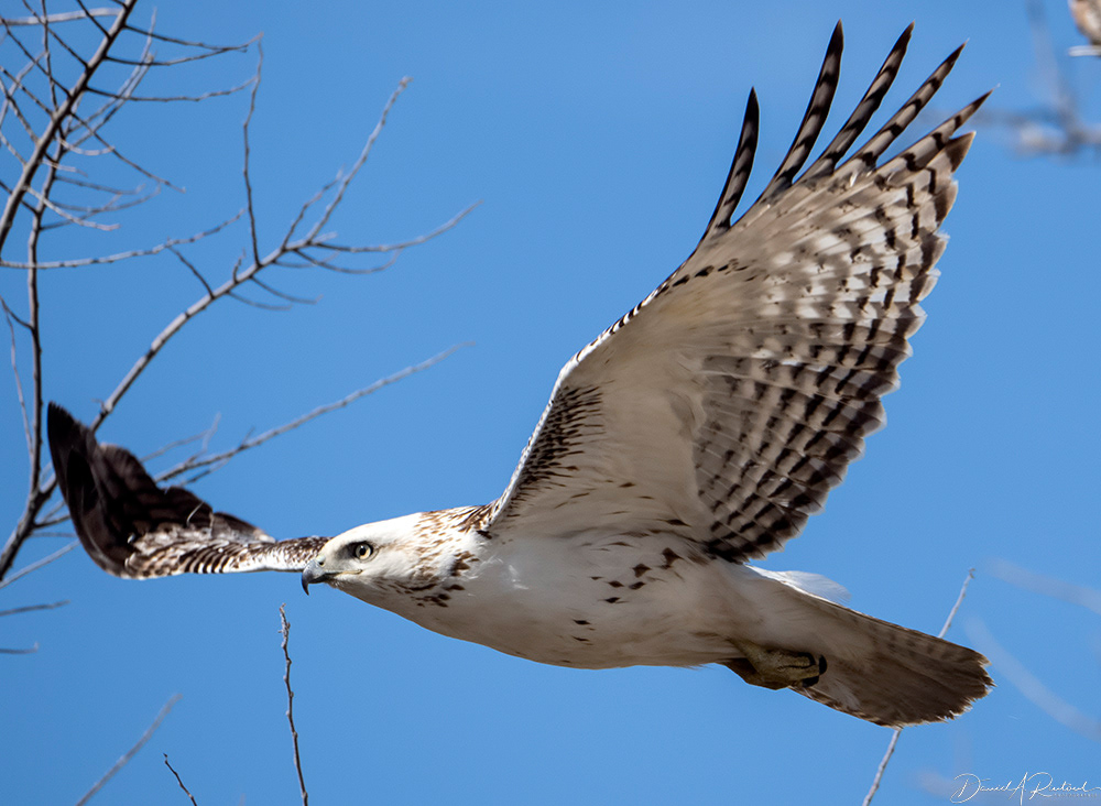 Red-tailed Hawk 3
