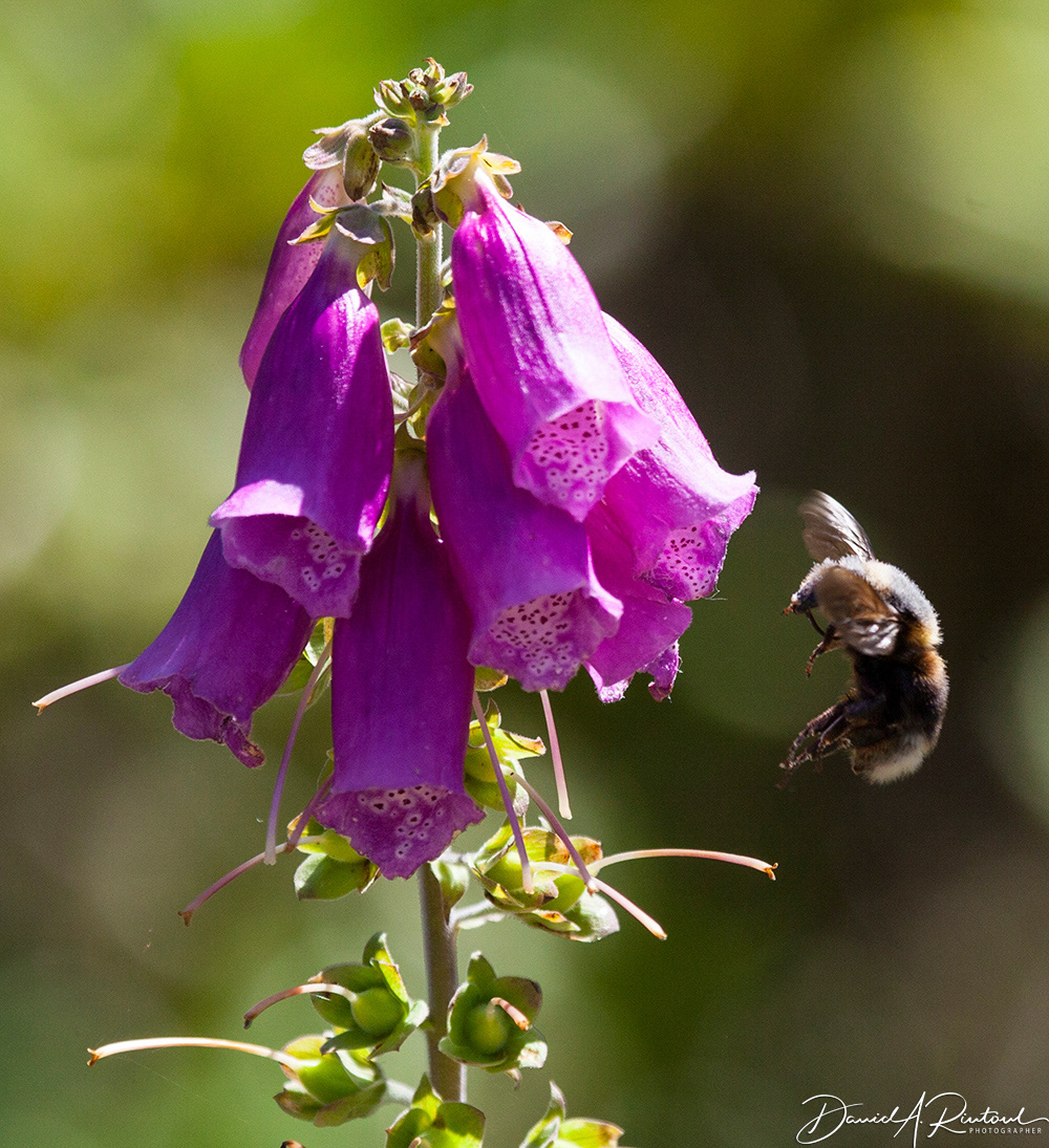 Foxglove and Bumblebee