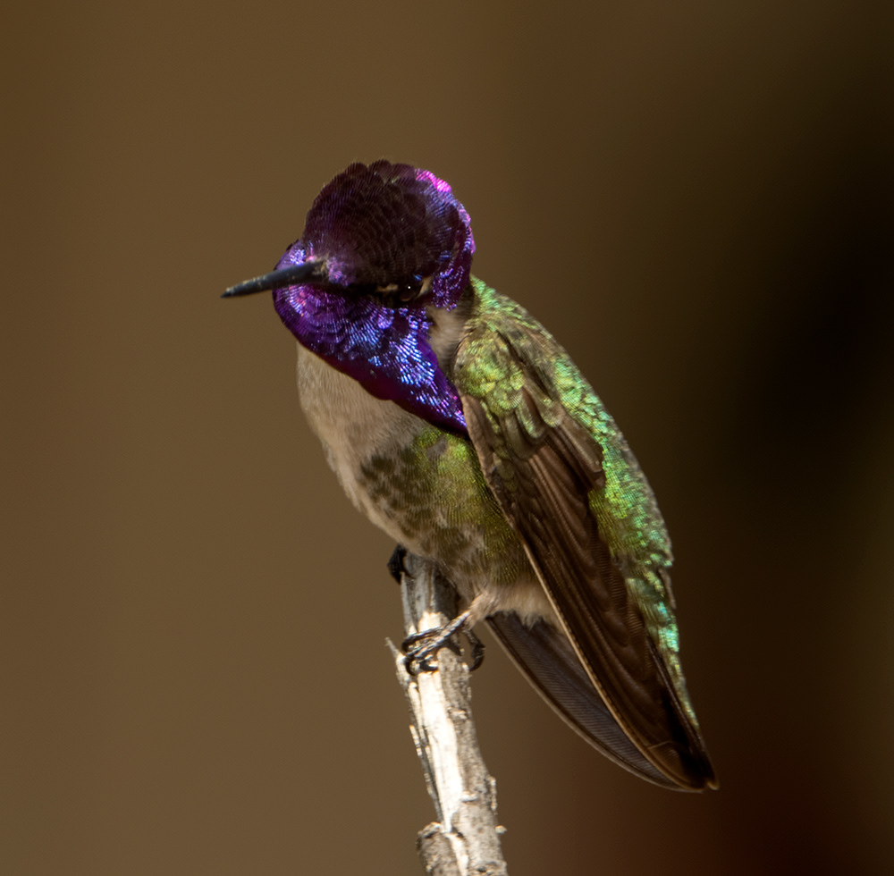 Costa's Hummingbird