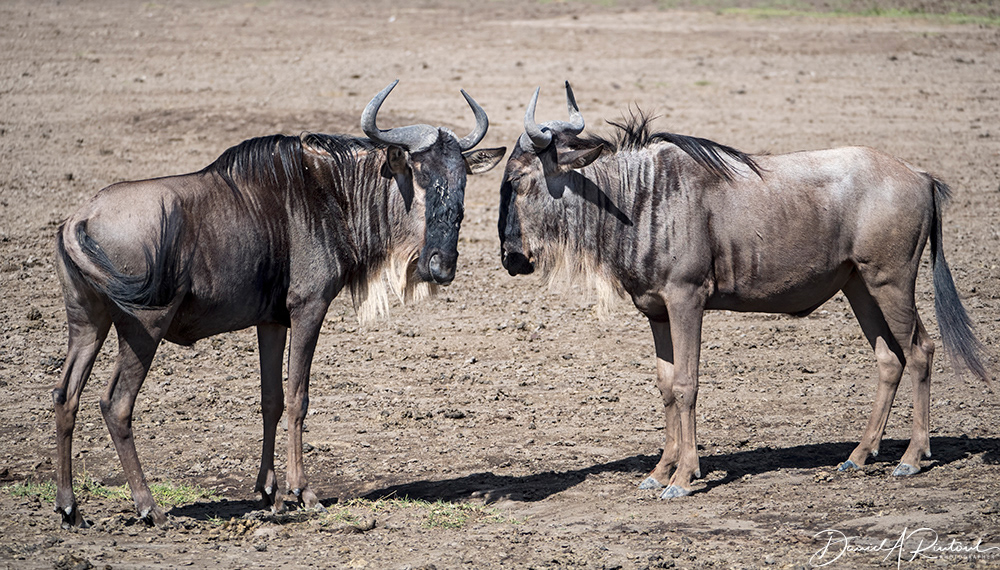 Wildebeests
