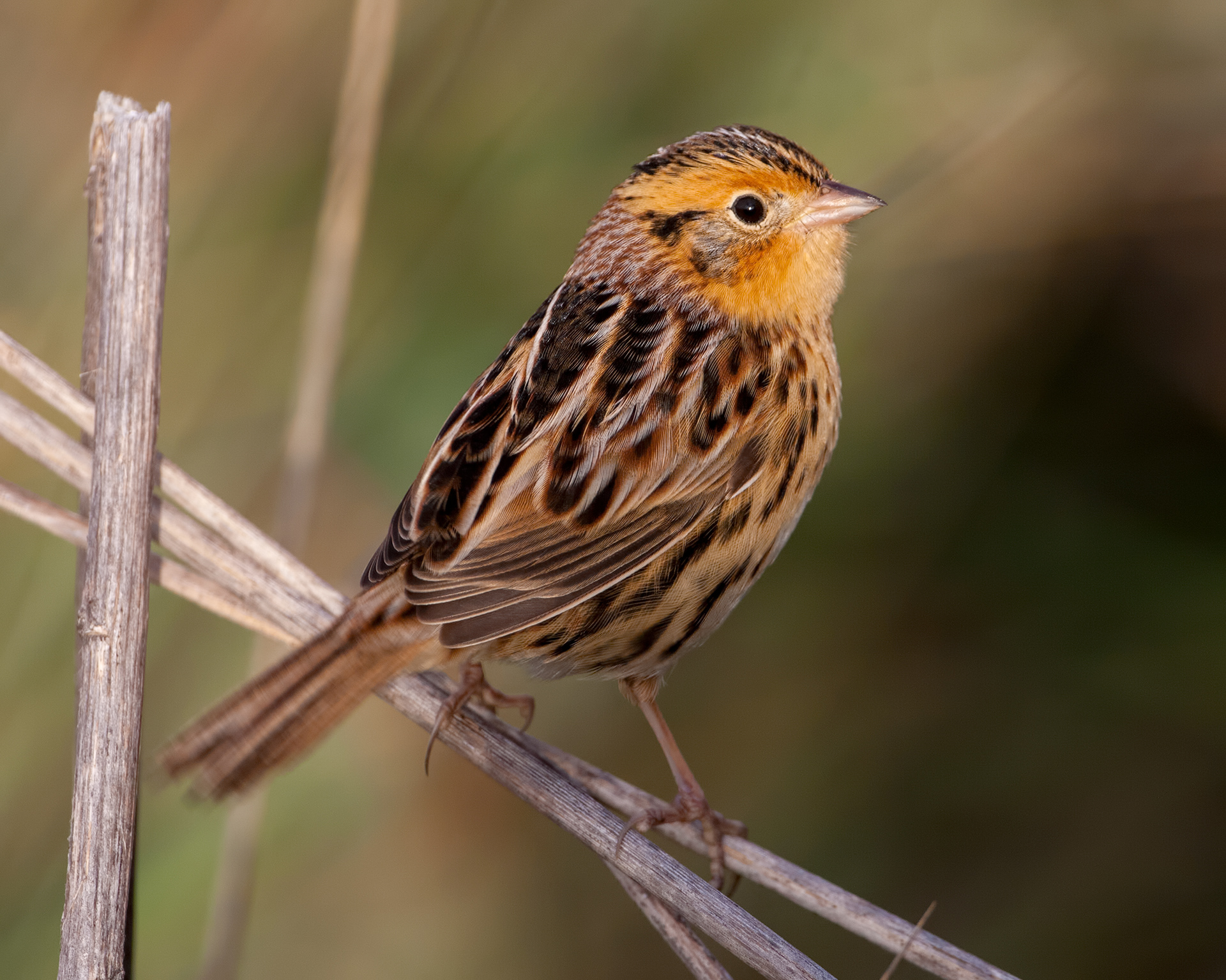 Leconte's Sparrow 2