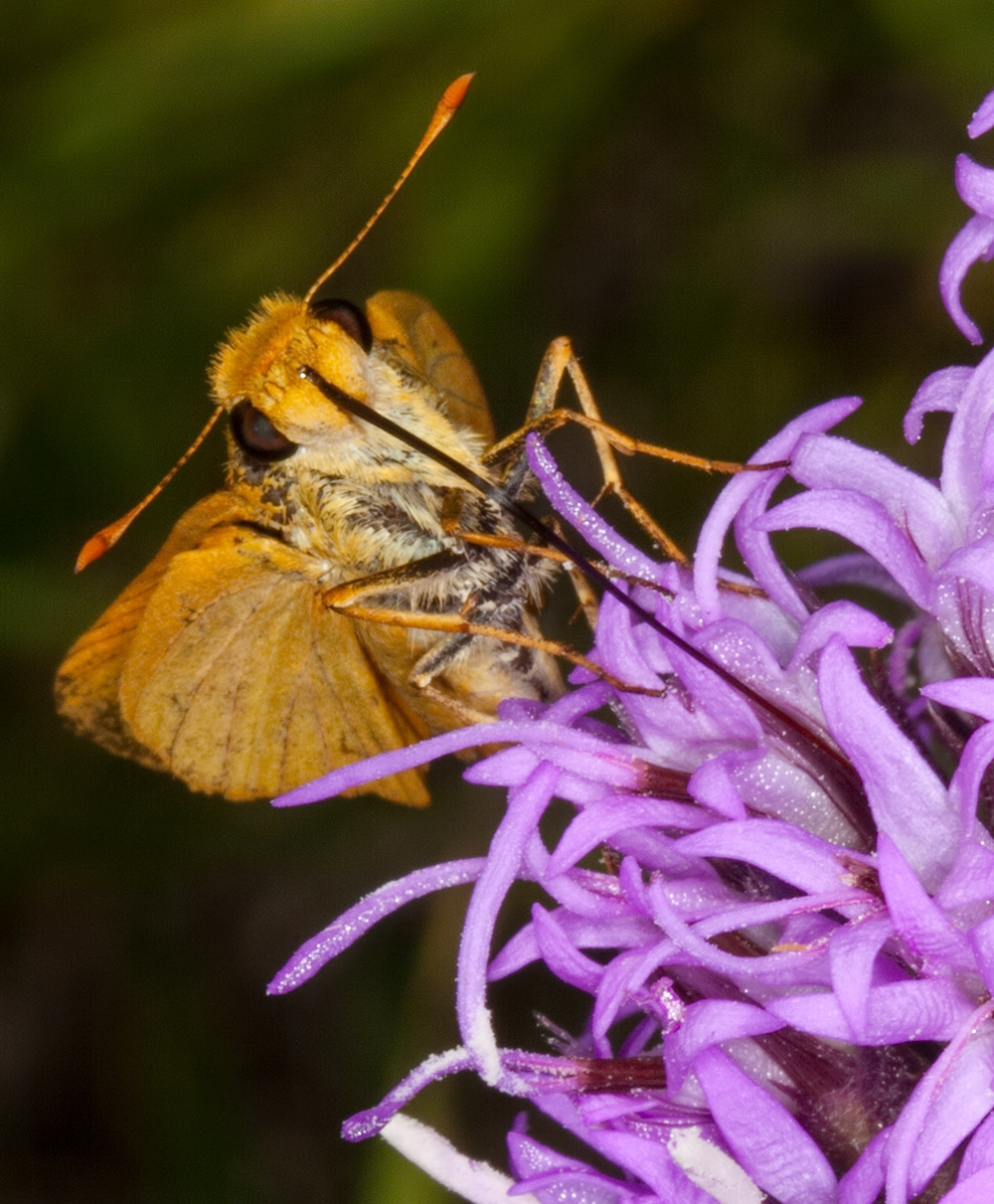 Skipper on liatris
