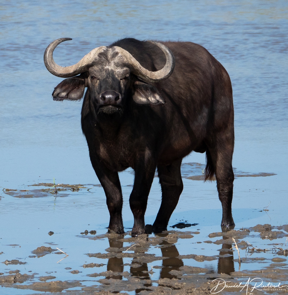 Young Cape Buffalo