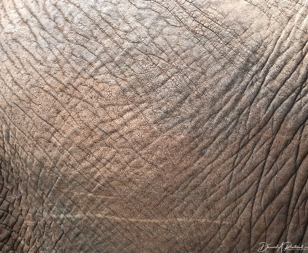 Elephant skin