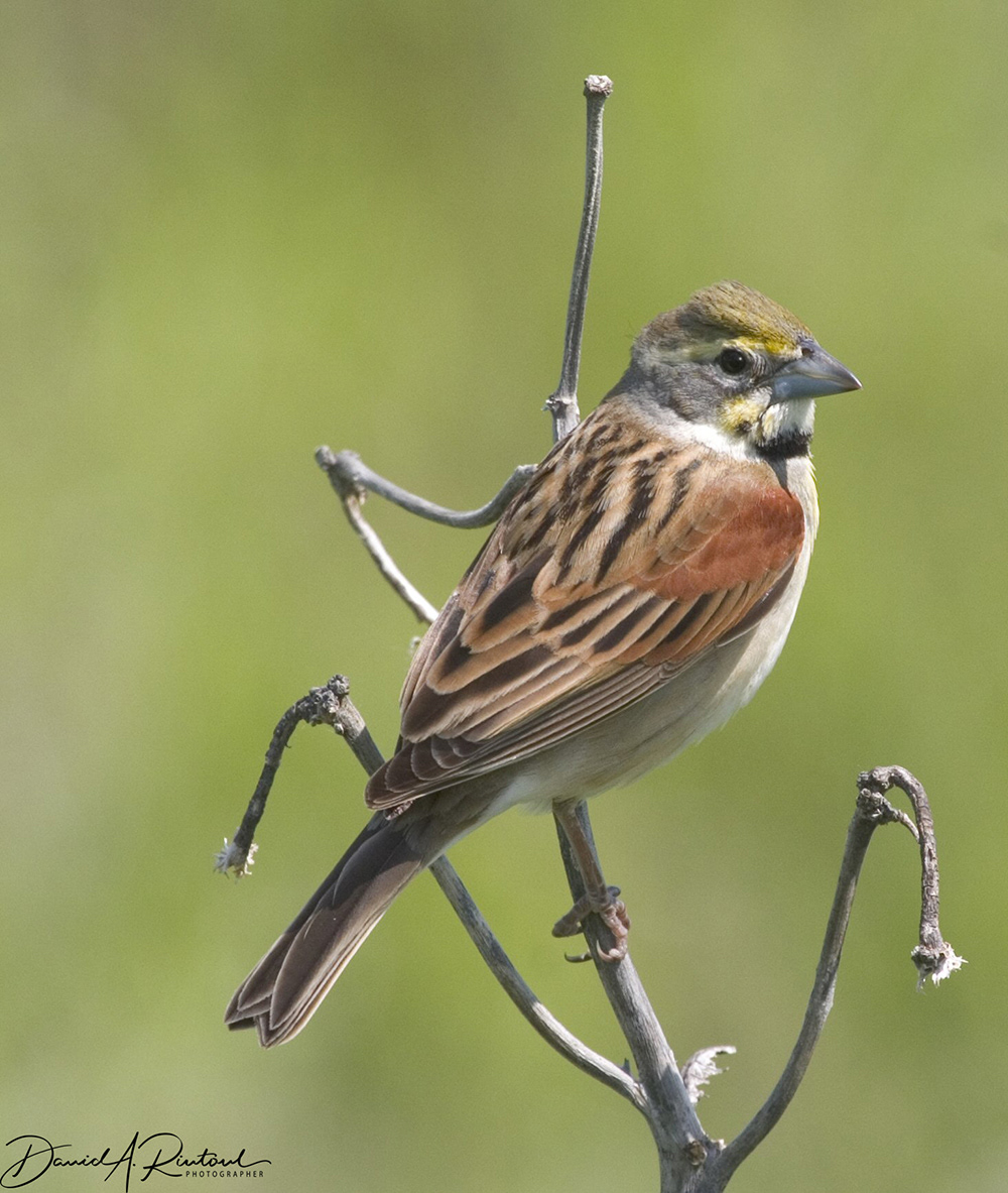 Dickcissel 4