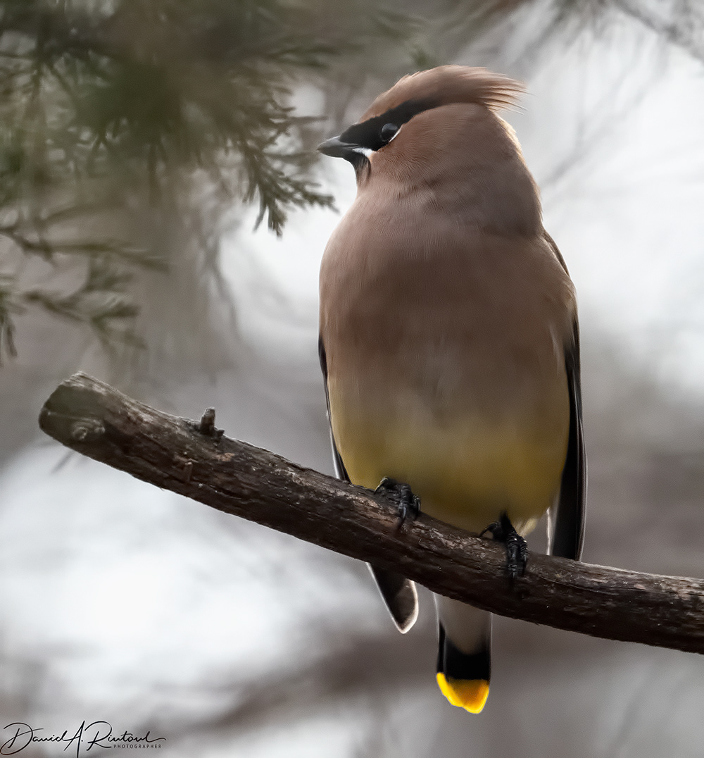 Cedar Waxwing 3
