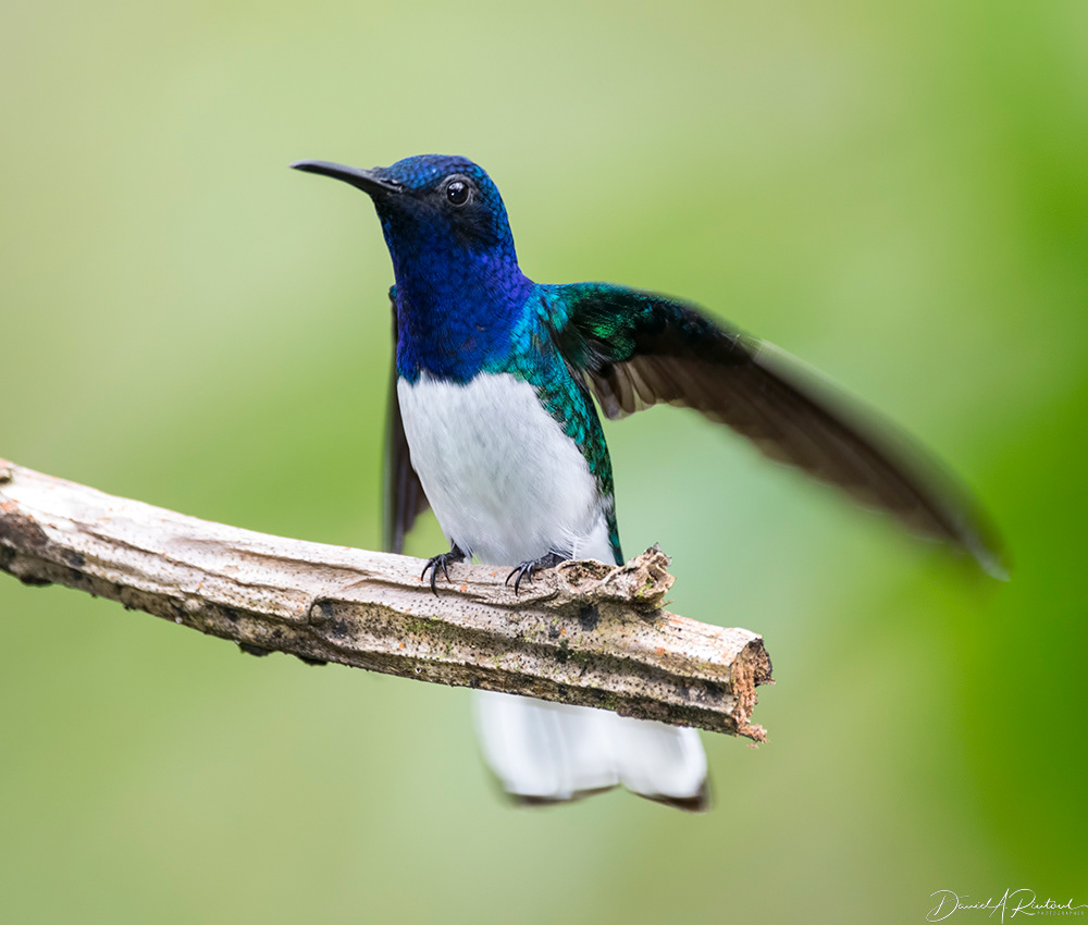 White-necked Jacobin