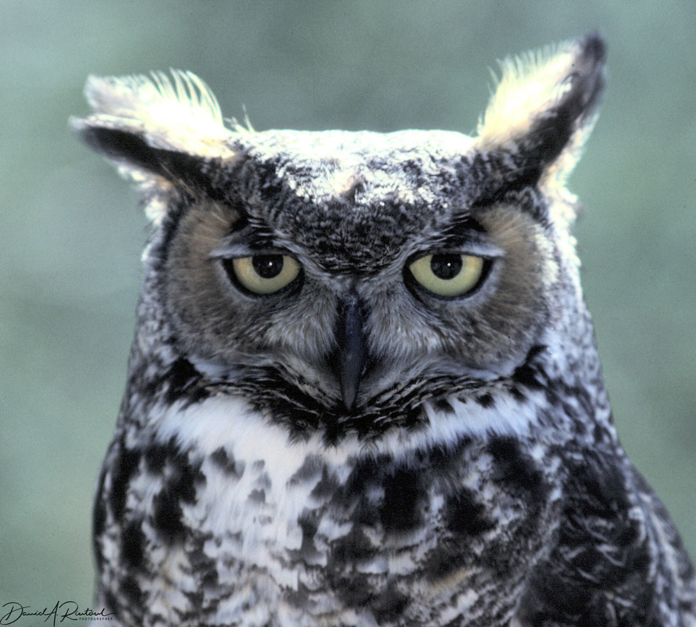 Great Horned Owl 4