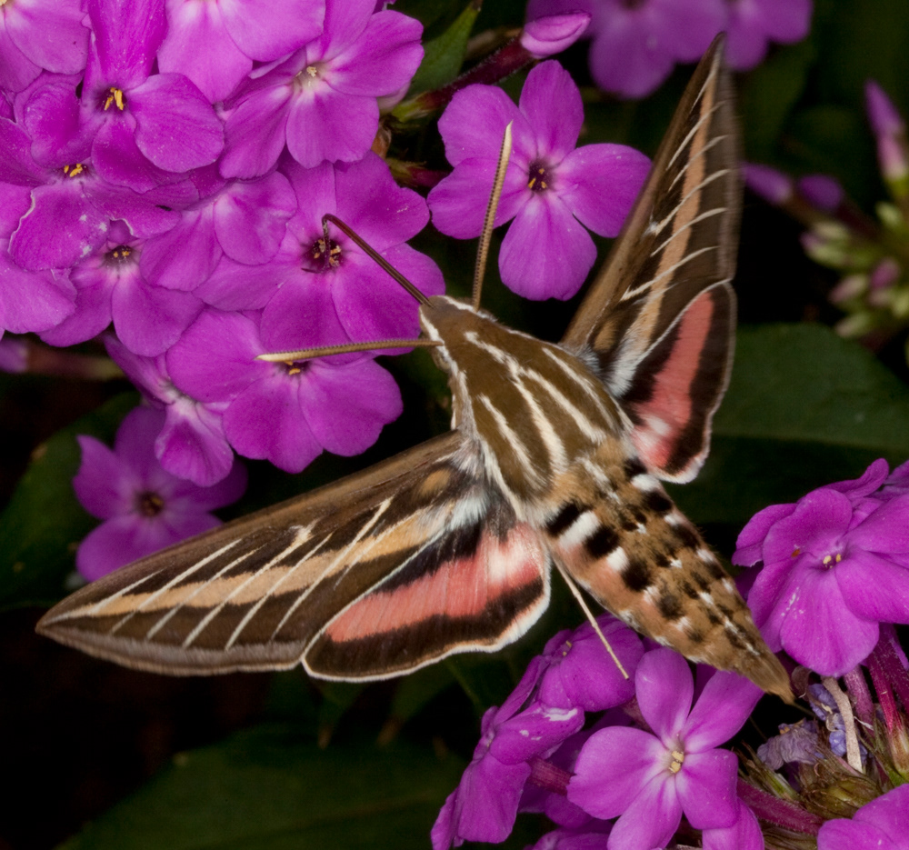 White-lined Sphinx