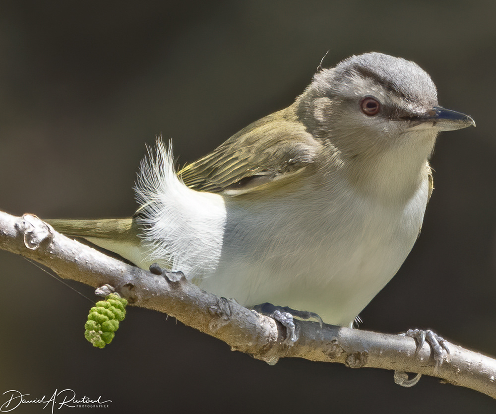 Red-eyed Vireo 1