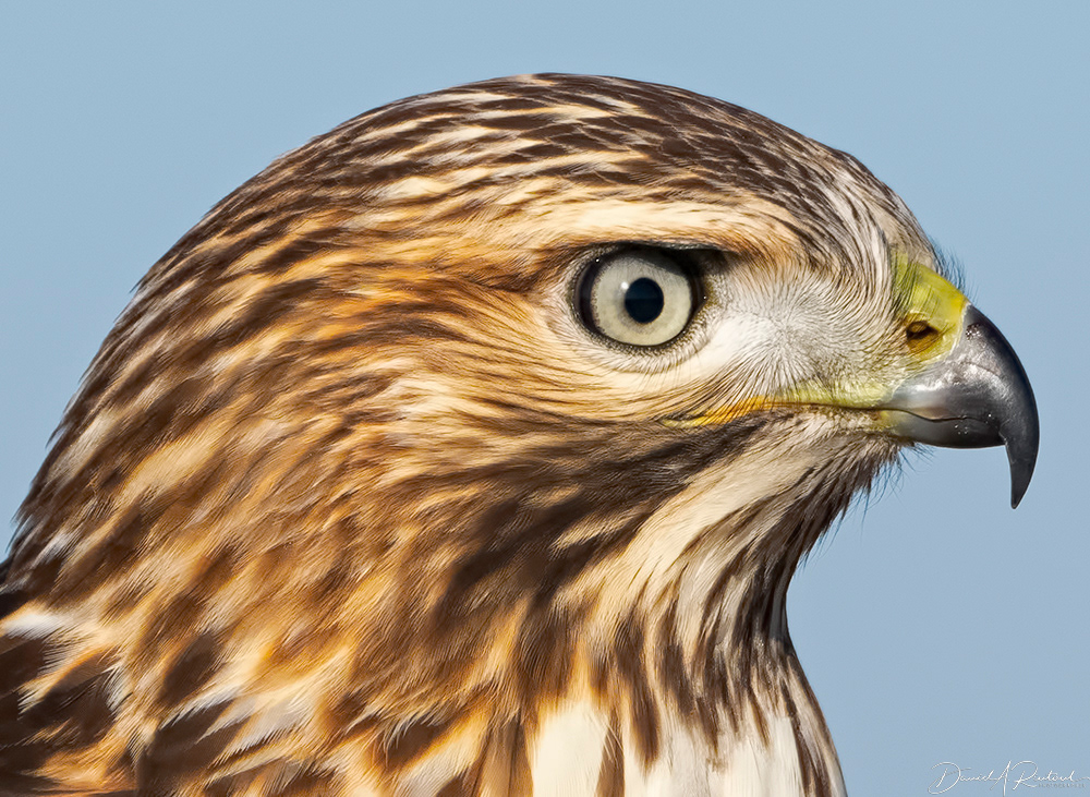 Red-tailed Hawk 12