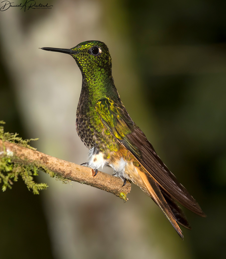 Buff-winged Coronet