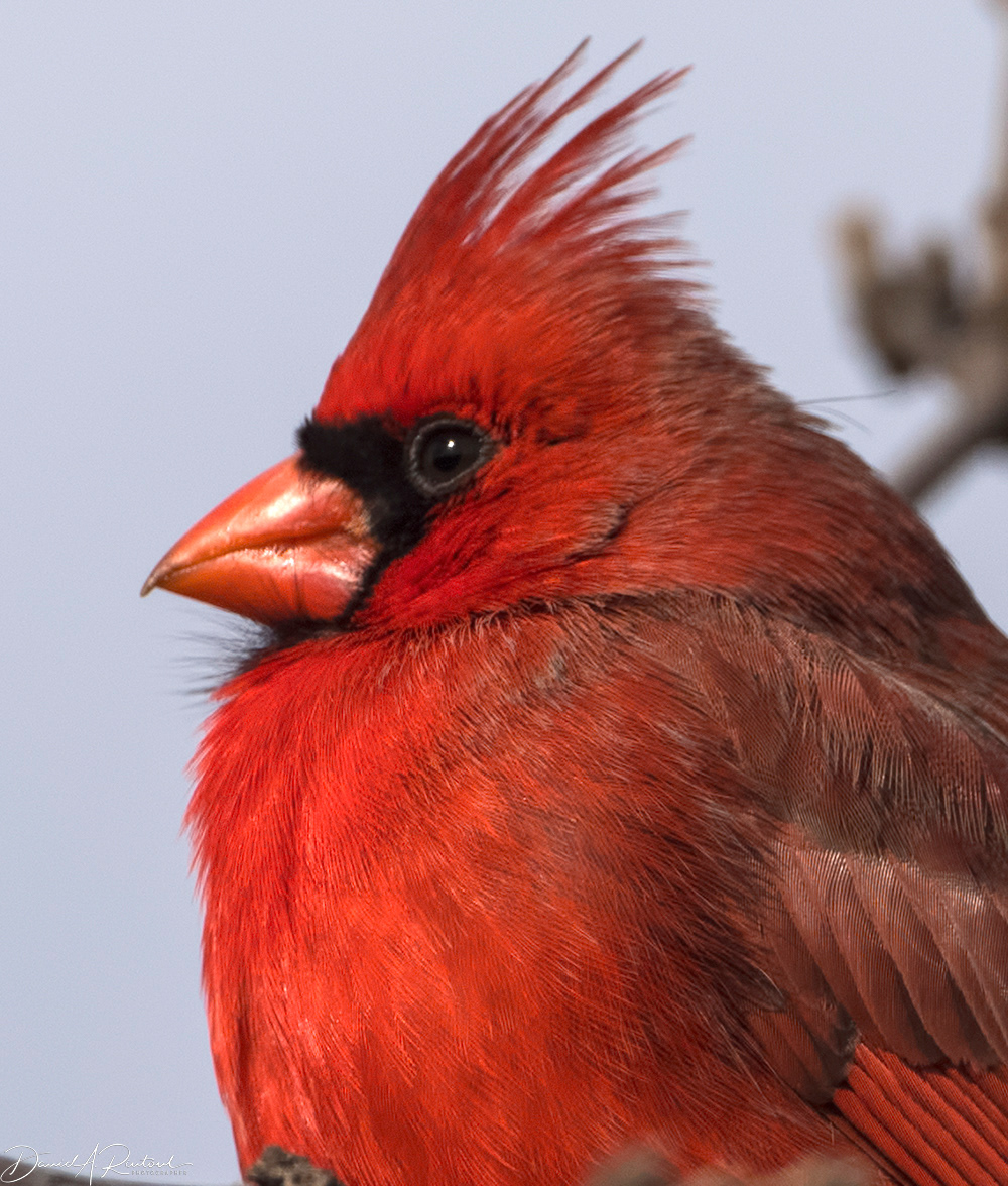 Northern Cardinal male